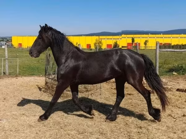 Kobyła, Friesian