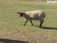 公羊, White Suffolk sheep — 照片 1