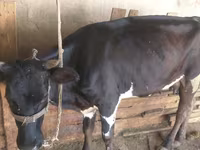Сиыр, Russian Black pied cattle — 1-сурет