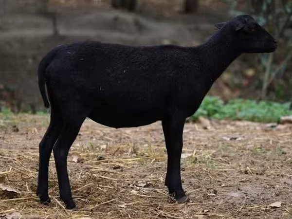 Qoyun, Cameroon sheep