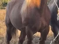Cavalo, Cavalos — foto 4