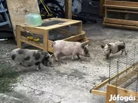 मादा सूअर, सूअर — फ़ोटो 1