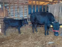 母牛, Cattle — 照片 2