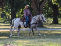 Pastuv, Appaloosa — fotografija 5