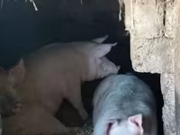 नर सूअर, सूअर — फ़ोटो 1