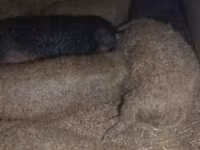 Säue, Мангалица — Foto 2