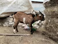Bode, Alpine goat — foto 2