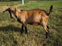 Ziegenbock, Nubian Goat — Foto 4