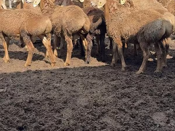 Ovan, Arashan sheep