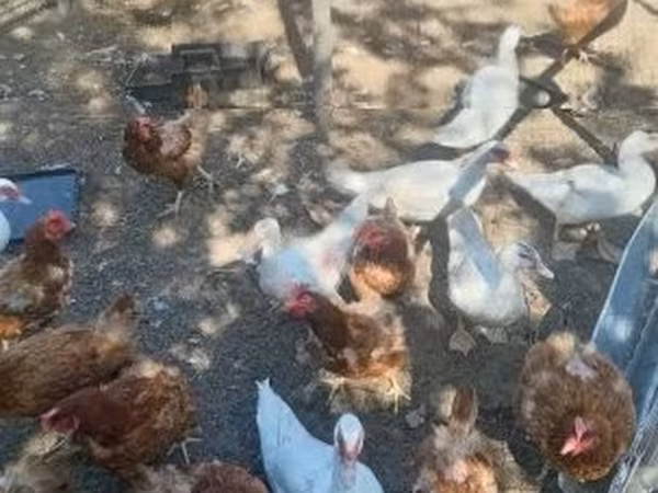 Ducks — Vengriya