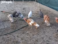 Turkeys — fotografija 3