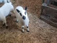 公羊, Cerry Hill sheep — 照片 5
