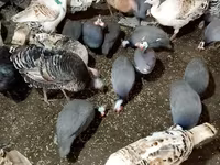 Turkeys — fotografija 1