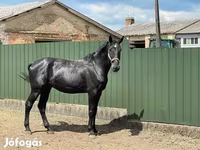 घोड़ा, Nonius horse — फ़ोटो 3
