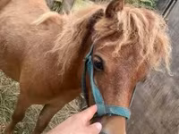 Koń, Shetland Pony — zdjęcie 1