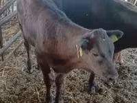 गाय, मवेशी — फ़ोटो 2