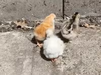 Chickens — Foto 2
