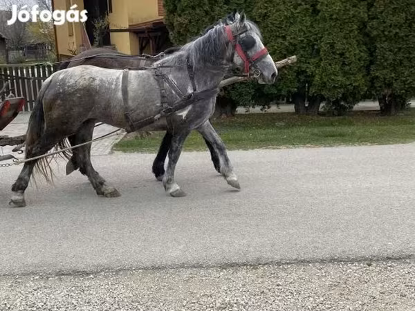 母马, Horses