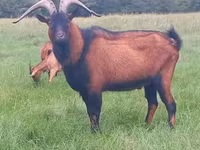 Boucs, Alpine goat — photo 2