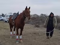 Pastuv, Karabakh horse — fotografija 2