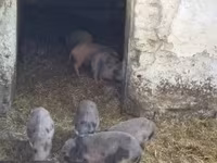 Schweine (Partie, Geschlecht nicht angegeben), Вьетнамская вислобрюхая — Foto 2