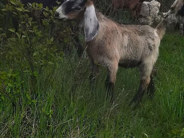 Bode, Cabras