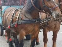 Kobila, Percheron — fotografija 2