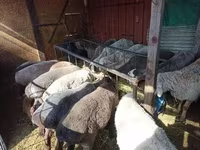 Brebis, Moutons — photo 2