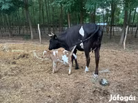 Cow, Hungarian Grey breed — photo 2