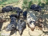 Boar, Вьетнамская вислобрюхая — photo 4