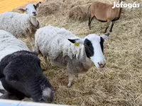 Schaf, Merino sheep — Foto 2