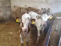 雄牛, Simmental cattle — 写真 1