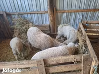 公羊, Sheep — 照片 2