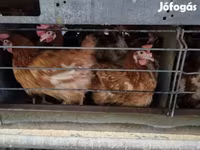 Chickens — 照片 1