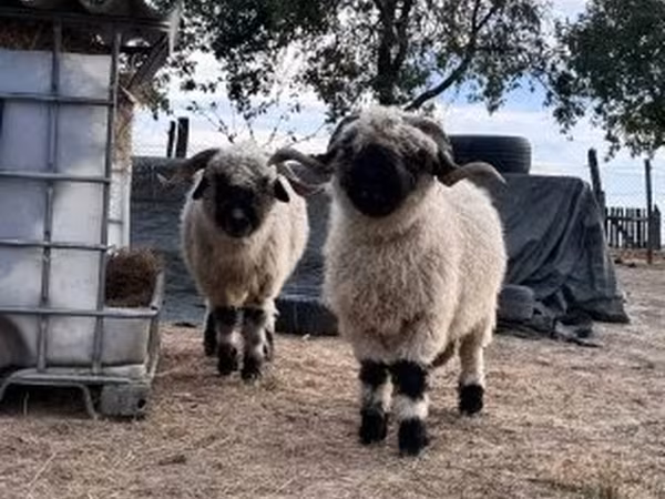 Ovca, Valais Blacknose sheep