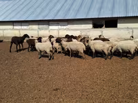 Ovca, White Suffolk sheep — fotografija 2