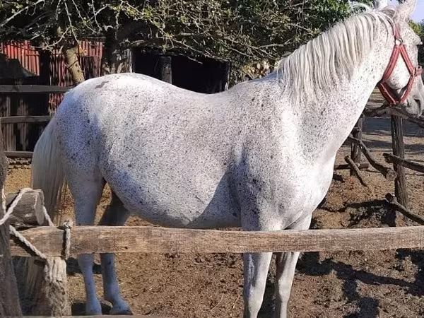 Jument, Lipizzaner