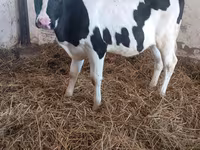 بقرة, Russian Black pied cattle — الصورة 2