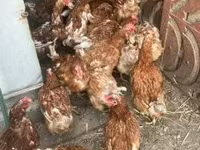 Chickens — الصورة 1