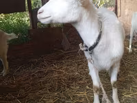 Goat, Saanen goat — photo 2