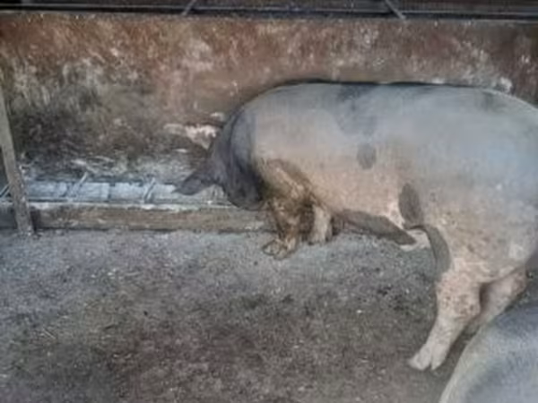 Cerdos (lote, sexo no especificado), Cerdos