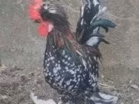 Chickens — zdjęcie 5
