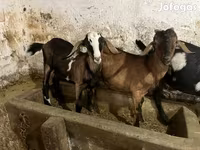 Jarac, Nubian Goat — fotografija 4