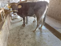 Krava, Russian Black pied cattle — fotografija 1