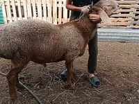 Moutons (lot, sexe non indiqué), Arashan sheep — photo 3