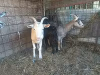 Goat, Goats — photo 2