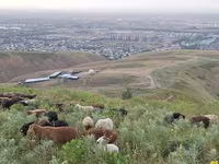 Qoç, Qoyunlar — foto 1