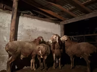 Carneiro, Ovelhas — foto 7