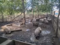 मादा सूअर, Вьетнамская вислобрюхая — फ़ोटो 3