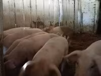 नर सूअर, सूअर — फ़ोटो 7